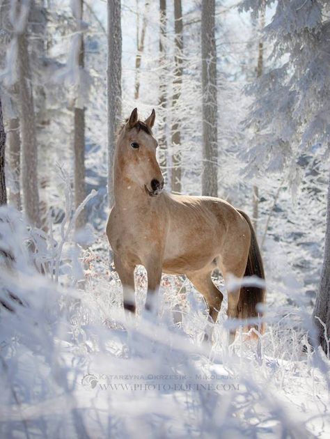 Beauty in the snow, Winter, horse, hest, trees, animal, beautiful, gorgeous, photo Running In The Snow, Horses In Snow, Winter Horse, Christmas Horses, All About Horses, Majestic Horse, All The Pretty Horses, Horse Crazy, Cute Horses