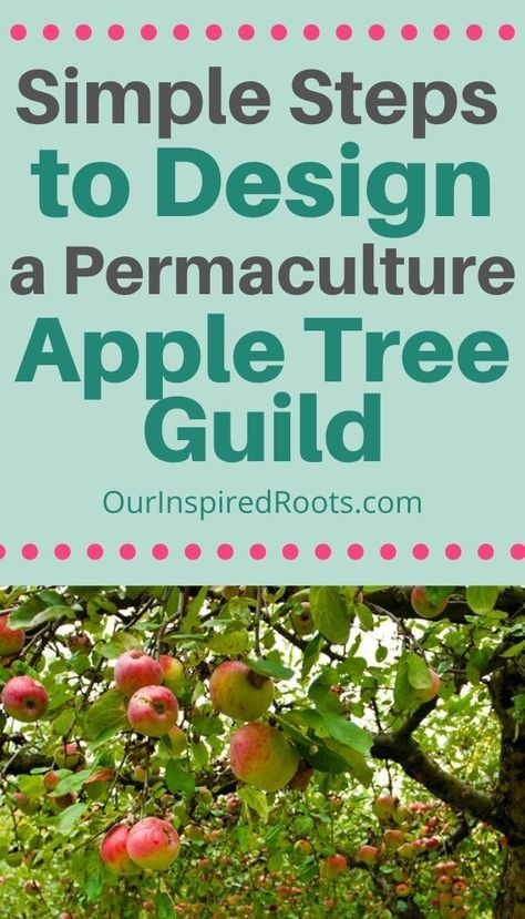 Wondering how to create and design your own apple tree guild? Here is a great guide that will help you get started with fruit tree guilds! #permaculture #gardening Apple Tree Guild, Tree Guild, Planting Apple Trees, Apple Tree Care, Tree Garden Design, Food Forest Garden, Growing Fruit Trees, Crabapple Tree, Permaculture Design