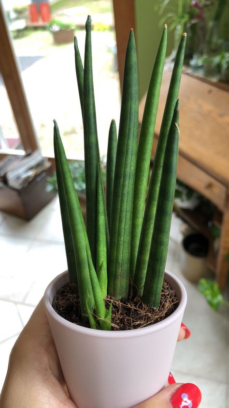 Cylindrical Snake Plant, Balcony Designs, Sansevieria Plant, Small Balcony Design, Balcony Design, Pretty Plants, Diy Plants, Plant Mom, Snake Plant