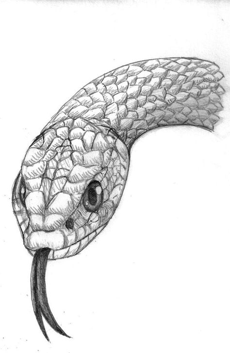 Snake Head Drawing, Snake Sketch, Fish Sketch, Draw Step By Step, Snake Drawing, Stippling Art, Head Drawing, Snake Head, Drawing Course