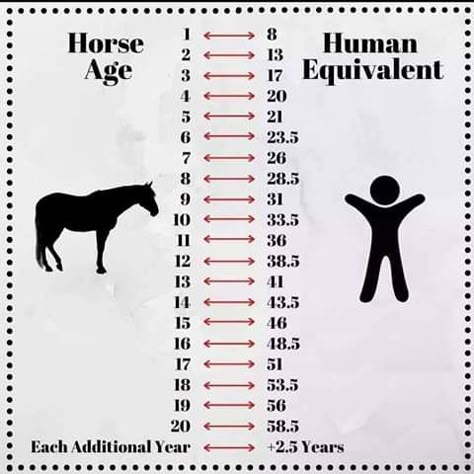 Horse Age, Horse Riding Quotes, Horse Information, Healthy Horses, Horse Facts, Horse And Human, Horse Care Tips, Horse Riding Tips, Horse Anatomy