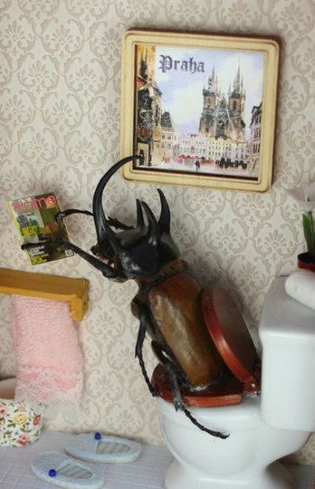 beetle on the toilet Beetle Terrarium, Bug Diorama, Beetle Display, Pinned Insects Display, Bug Specimen Display, Taxidermy Bugs Display, Beetle Taxidermy Art, Bugs Taxidermy, Pet Spider