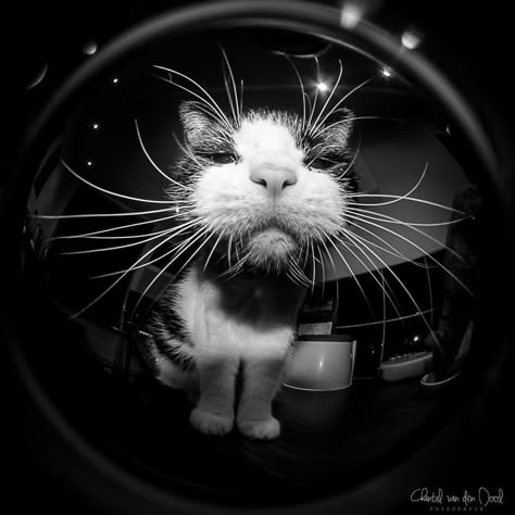 Cats Pretty, Fisheye Lens, Eye Lens, 365 Project, Fish Eye, Fish Eye Lens, Cartoon Profile, Cartoon Profile Pics, Profile Pics