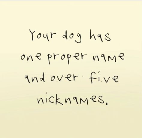 Christmas Dog Quotes, Rescue Quotes, Dogs Quotes, Puppies And Kitties, Cute Dog Pictures, Chihuahua Love, West Highland Terrier, Older Dogs, Mom Quotes