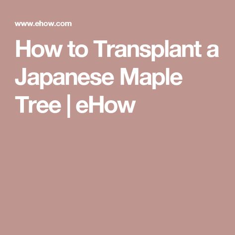 How to Transplant a Japanese Maple Tree | eHow Asian Jasmine, Insect Eggs, Weeping Cherry Tree, Japanese Maples, Maple Trees, Organic Compost, Japanese Maple Tree, Acer Palmatum, Powdery Mildew