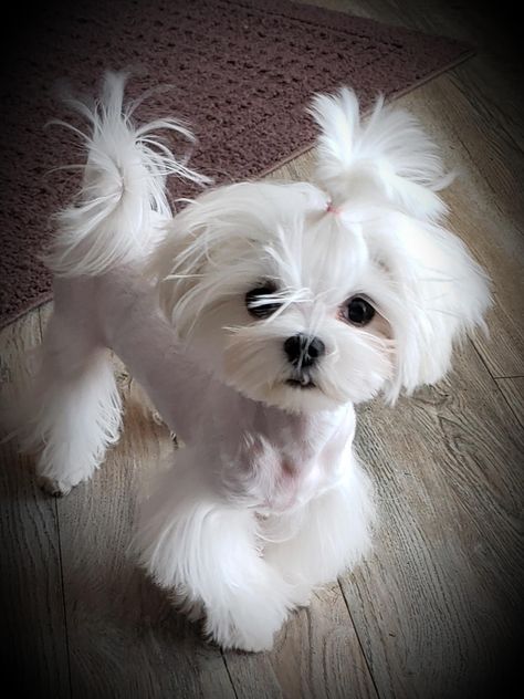 Maltese Haircut Styles, Maltese Haircut Hairstyles, Maltese Dogs Haircuts, Maltese Haircut, Coton De Tulear Dogs, Puppy Grooming, Bichon Frise Dogs, Poodle Grooming, Maltipoo Puppy