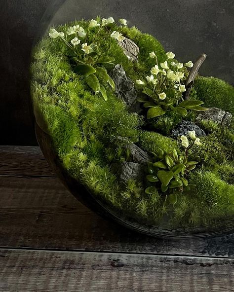 Diy Terrarium Ideas, Bowl Terrarium, Terrarium Inspiration, Closed Terrarium, Moss Centerpieces, Wabi Kusa, Rainforest Habitat, Open Terrariums, Cactus Terrarium