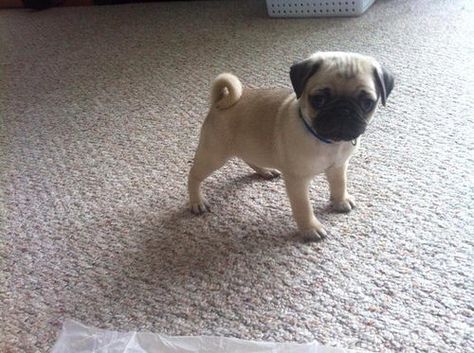 Photo Small Pug, Pug Dog, Pug