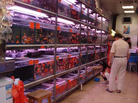 Fish Store Aesthetic, Aquarium Aesthetic, Fish Store, Store Aesthetic, Fish Fish, Cyberpunk Aesthetic, Different Aesthetics, Aquascaping, Ap Art