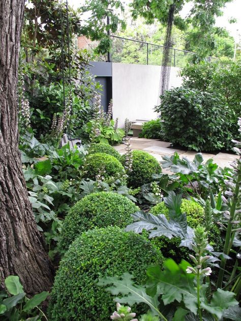 Dry shade plants Acanthus Mollis Garden, Buxus Balls, Box Balls, Acanthus Mollis, Oyster Plant, Shade Garden Design, Garden Design Ideas, Side Garden, Contemporary Garden