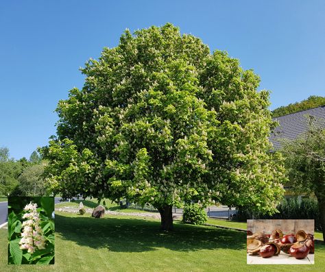 Black Gold Beautiful Buckeye Trees for Yard and Garden Ohio Buckeye Tree, Buckeye Tree, Ohio Buckeyes, Low Water Gardening, Hardiness Zones, Yard And Garden, The University Of Arizona, Specimen Trees, Large Tree