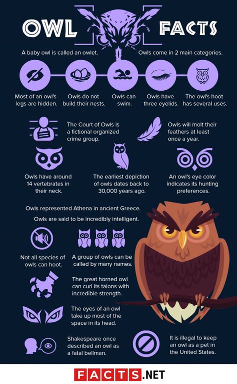 Meaning Of Owls, Owl Types, Owl Facts For Kids, Owl Person, Owl Study, Types Of Owls, Owl Habitat, Scary Owl, Owls Cute