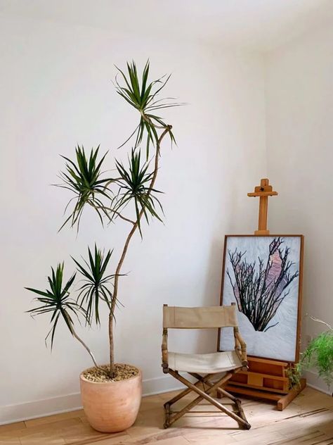 Hawaii Design, Tall Indoor Plants, Indoor Plants Styling, Umbrella Tree, Corner Plant, Indoor Tree, Dragon Tree, Indoor Trees, Cool Shapes