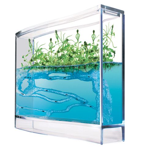 Ant farm with ant gel Ant Habitat, Ant Farm, Ant Farms, Aquascape Aquarium, Bride Book, Terraria, Vivarium, Glass Terrarium, Natural Gifts