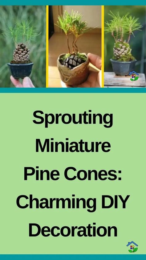 Tiny Pine Cone Decor: Easy Sprouting Guide Pine Cone Sprouting, Pine Cone Decor, Eco Friendly Diy, Beautiful Decorations, Pine Cone Decorations, Foster Family, Embrace Nature, Tree Seeds, Family Bonding