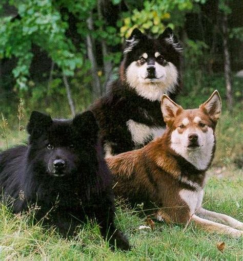 3 Amazing dogs :) Swedish Lapphund, Unusual Dog Breeds, Finnish Lapphund, Rare Dog Breeds, Rare Dogs, Bear Dog, Amazing Dogs, Snow Dogs, Rare Breed