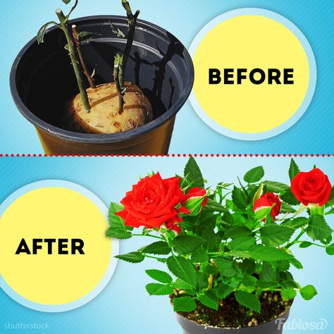 How to grow a rose from cuttings: easiest and fastest ways | Hacks to grow gorgeous roses from cuttings. | By Fabiosa Belle Roses From Cuttings, Rooting Roses, Food Plot, Fresh Cut Roses, Grow Gorgeous, Rose Care, Growing Roses, Popular Videos, Hydroponics