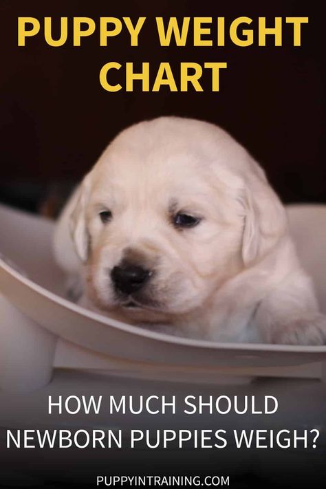 Puppy Weight Chart - How Much Should Newborn Puppies Weigh? Newborn Puppy Care, Dog Training Commands, Whelping Puppies, Dog Training Ideas, Newborn Puppy, Weight Chart, Labrador Puppies, Dog Breeding, Dog Remedies