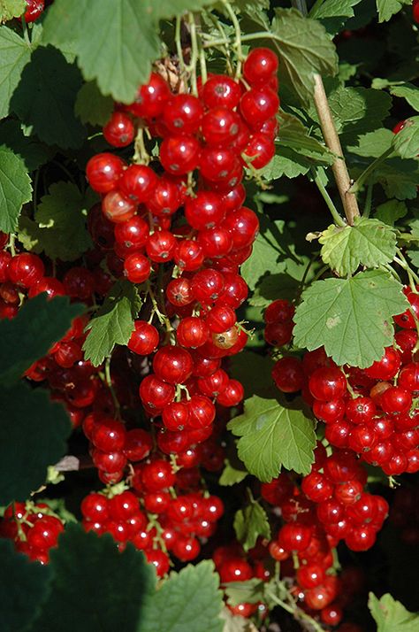 Click to close image; click and drag to move Red Current Plants, Red Currant Plant, Red Currant Bush, Garden Flooring, Currant Bush, Berry Patch, Tiny Farm, Mountain Nursery, Red Lake