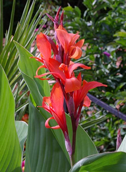 Canna indica is a rhizomatous herbaceous perennial with large leaves and showy flowers. Leaves are dark green, often with bronze highlights. The asymmetric flowers, around 2-3 in (5-8 cm) across, have three petals that are bright red with orange lips or spots. Plants can get 4-7 ft (120-210 cm) tall, but are usually smaller.  Shop this plant from Acacia Garden Center, Dubai #acacia #garden #center #shrubs #outdoor #plants #flowers #Dubai #UAE Canna Lily, Gladioli, Red Indian, Theme Nature, Lily Plants, Plant Tree, Health Planner, Brown Flowers, Tree Seeds