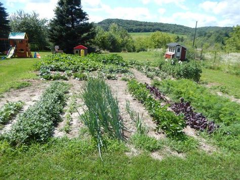 Lindsey Garden pics 1 Amish gardening tips Amish Garden, Star Garden, Amish Country, Zucchini Recipes, I Found You, Raised Garden Beds, Raised Garden, Rock Star, Garden Beds