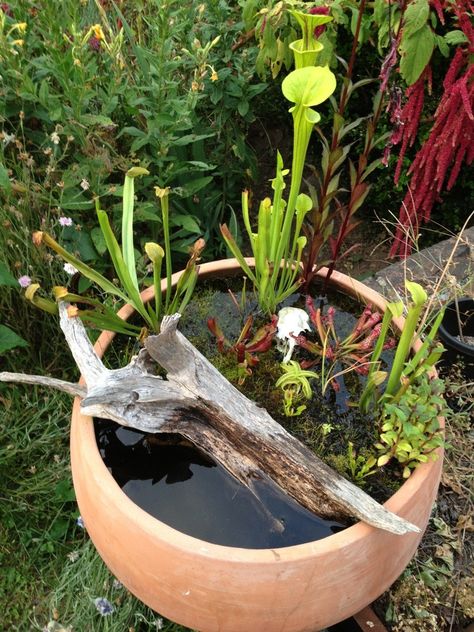 Bog garden, water garden Preformed Pond, Container Pond, Small Water Gardens, Tanaman Air, Pond Construction, Container Water Gardens, Taman Air, Bog Plants, Bog Garden