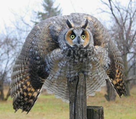 Long-eared Owl threat Display. Image by Ron Boily. Long Eared Owl, Funny Owls, Hoot Owl, Owl Pictures, Beautiful Owl, Cute Hamsters, Owl Bird, Funny Animal Memes, Birds Of Prey