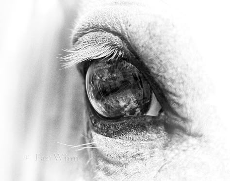 .equine Eye Black And White, White Horse Photography, Desenio Posters, Regard Animal, Palomino Horse, Horse Photo, Horse Art Print, Horse Pics, Horse Wall Art