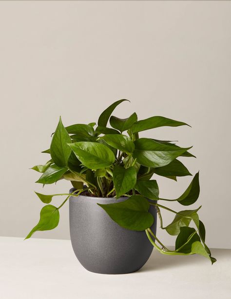 Desktop Plants, Potted Palms, Aesthetic Plants, Architectural Plants, Growing Vines, Plant Care Houseplant, Pothos Plant, Low Light Plants, Houseplants Indoor