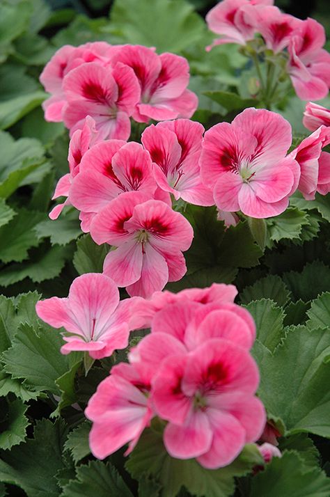 Maiden Rose Pink Geranium (Pelargonium 'Maiden Rose Pink') at Bachman's Landscaping Martha Washington Geranium, Regal Rose, Geranium Plant, Pink Geranium, Spring Garden Flowers, Geranium Flower, Martha Washington, Pink Flowers Wallpaper, Balcony Plants