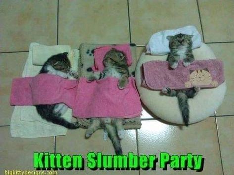 Koci Humor, Cat Sleeping, Silly Cats, Cute Kittens, Pretty Cats, Crazy Cat Lady, 귀여운 동물, Baby Cats, Cat Pics