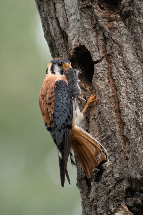 JESS FINDLAY PHOTOGRAPHY — Birds of British Columbia British Birds Of Prey, Deer Mouse, Sparrow Hawk, Canadian Animals, American Kestrel, Hawaii Wall Art, Amazing Birds, Kestrel, British Columbia Canada