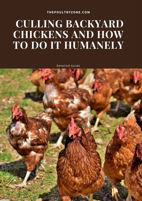 Chicken Rearing, Egg Laying Chickens, Laying Hens, Egg Production, Small Chicken, Egg Laying, Backyard Chickens, A Chicken, Chickens Backyard