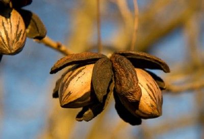 Nut Trees: Off-Grid Food Supply … And Money-Maker Pecan Trees, Texas Plants, Nut Trees, Black Walnut Tree, Growing Trees, Fruit Bushes, Pecan Tree, Farm Stuff, Seed Pod