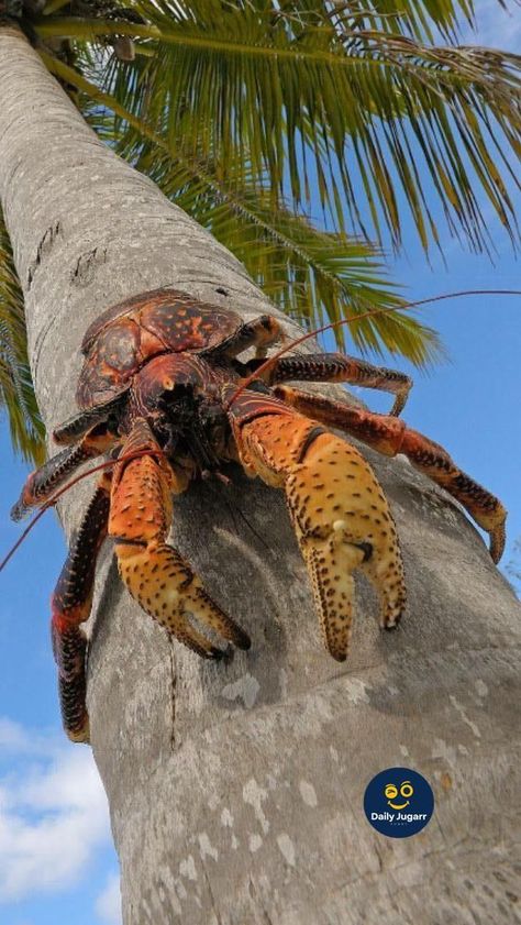 Crab Photography, Baby Possum, Coconut Crab, Creepy Animals, Funny Face Photo, Exotic Fish, Hermit Crab, Aquatic Animals, Arthropods