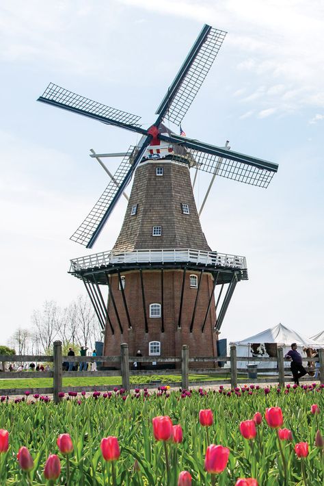 Welcome to the charming town of Holland, Michigan—a bit of the Netherlands tucked into the American Midwest. Throughout this close-knit community, picturesque windmills and colorful blankets of tulips serve as constant reminders of the founding fathers’ Dutch roots. Windmill Aesthetic, Windmill Netherlands, Windmill Drawing, Colorful Blankets, Windmill Diy, Netherlands Windmills, Thea Stilton, Dutch Culture, American Midwest