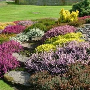 SCOTTISH HEATHER for Gardens | Hedgehogs Nursery & Garden Centre Heather Rock Garden, Scottish Garden Ideas, Scottish Plants, Scottish Garden, Heather Gardens, Hedgehog Nursery, Heather Plant, Scottish Heather, Yard Makeover