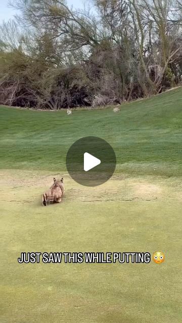 ZIRE GOLF on Instagram: "Another day on the golf course in Arizona 👀
(Via @wilderness_wonders_usa_)" Arizona Golf, Desert Golf Course, March 27, Another Day, Golf Course, Big Cats, Golf Courses, Arizona, Golf