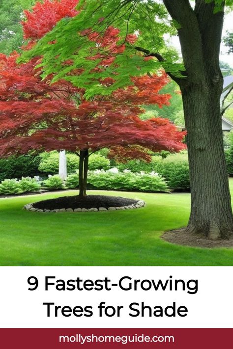 Looking to add some shade to your yard quickly and easily? Check out these stunning fast-growing trees perfect for creating a shady oasis. Whether you have a small backyard or want to enhance your front yard, these easy-care trees are the perfect solution. Discover the best fast-growing trees for shade that will thrive in any space. From beautiful shade trees to fast-growing shrubs, find the best varieties that will transform your outdoor area into a cool retreat. Fast Growing Flowering Trees, Fast Growing Trees For Shade, Small Shop With Living Quarters, Small Trees For Landscaping, Shady Lady Tree, Green Ash Tree, Best Shade Trees, Trees For Shade, Lombardy Poplar