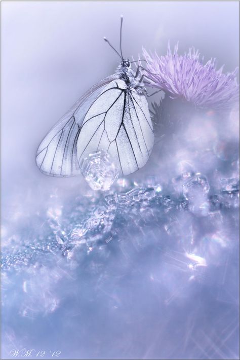 Photograph Shining angel... by Wil Mijer on 500px Lau Tzu, Fluttering Butterflies, Papillon Butterfly, Blue Iris, Picture Albums, Butterfly Kisses, Hans Christian, Cover Book, Lavender Blue