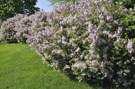 Lilac Tree Landscaping, Lilac Bush Landscaping, Lilac Trees And Bushes, White Lilac Bush Landscaping, Trimming Lilac Bushes, White Lilac Tree, Korean Lilac Tree, White Lilac Bush, Lilac Standard Tree