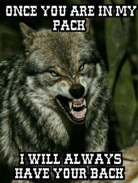 Once you are in my pack... I will always have your back. #wolf #quotes #friends #thoughts #motivational #security #family Werewolf Quotes, Friends Thoughts, Wolf Pack Quotes, Lone Wolf Quotes, American Quotes, Quotes Family, Native American Quotes, Wolf Quotes, Country Boy