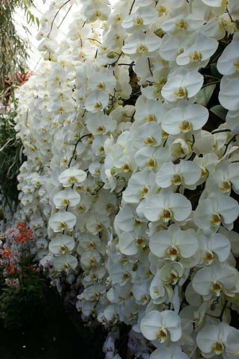 Phaleonopsis Orchids, Orchids White, Ghost Orchid, Orchid Images, Flower Types, Jay Gatsby, Planting Plan, Orchids Garden, White Orchids