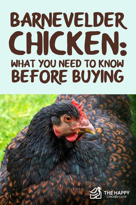 Barnvelder Chickens, Barnevelder Chicken, Raising Livestock, Chicken Raising, Homesteading Animals, Chicken Flock, Chicken Barn, Chicken Care, Chicken Keeping