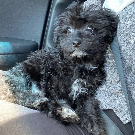 Black Maltese, Black Maltese Puppy, Cute Black Dog, Black Maltipoo Puppy, Maltipoo Puppy Black, Toy Poodle Puppies Black, Black Cavoodle Puppy, Black Maltipoo, Black Small Dog