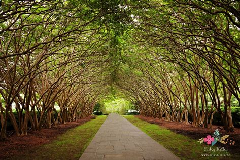 Beautiful tree tunnel at the Dallas Arboretum & Botanical Garden in Dallas, Texas. This is the perfect spot for an outdoor wedding in Dallas or a beautiful place to go for a walk and family pictures. www.carleykelley.com @dallasarboretum Tree Tunnel Wedding, Dallas Botanical Gardens, Texas Nature, Tree Tunnel, Dallas Arboretum, Go For A Walk, Ft Worth, Location Photography, Plant Nursery