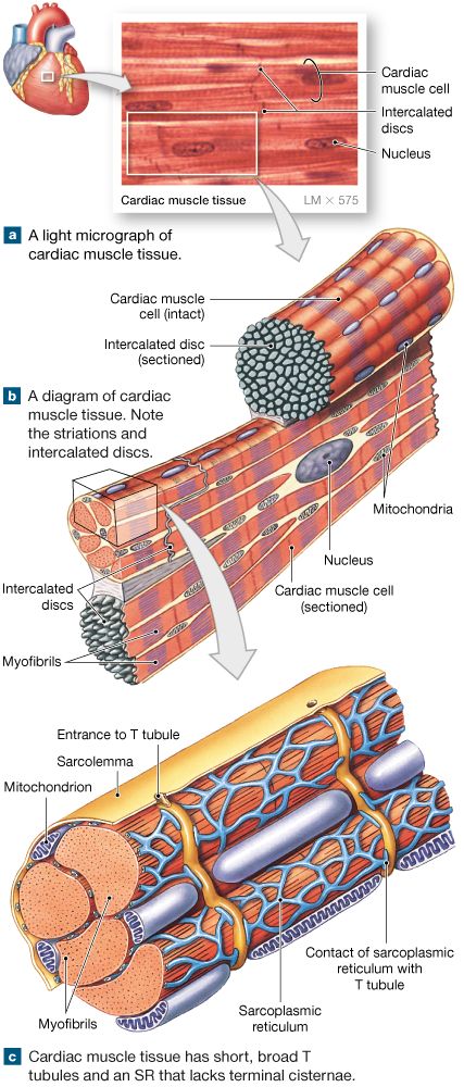 Cardiac Muscle Tissue, Blood Vessels Anatomy, Cardiac Muscle Cell, Cardiac Anatomy, Cardiac Muscle, Muscular System Anatomy, Tissue Biology, Nursing School Life, Human Heart Anatomy