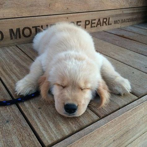 Tag your friends ❤️ Credit @lifeofleroythedog Follow our pawner @babyanimalstagram Labrador Golden Retriever, Tired Puppy, Golden Puppies, Golden Puppy, My Pet, Sweet Dogs, Cute Creatures, Baby Dogs, Beautiful Dogs