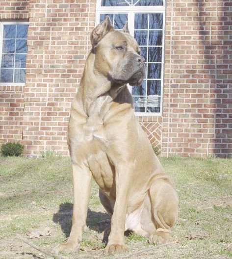 Cane Corso - Supreme Grand Champion Apex's Tuff,CGC,TT,WAT2 Tan Cane Corso, Cane Corso Colors, Fawn Cane Corso Puppy, Chien Cane Corso, Cane Corso Non Cropped Ears, Cane Corso Without Cropped Ears, Cane Corso Mastiff, Cane Corso Dog Brindle, Cane Corso Fawn