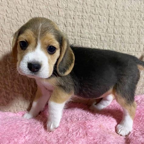 BEAGLE PUPIES california, los gatos. CUTE BEAGLE PUPPIES BOTH MALE AND FEMSLE, THEY ARE VET DEWORMED HAD THEIR SHOTS, PAPERWORK, HOUSE AND PUTTY TR.. #429134 Begal Puppies, Cute Beagle Puppies, Lemon Beagle Puppy, Beagle Dog Puppies, Funny Pics Of Dogs, Beagle Breeds, Baby Beagle, Beagle Puppies, Cute Beagles